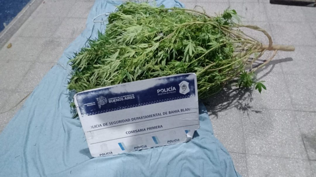 Operativo en la madrugada: detuvieron a dos hombres que llevaban una planta de marihuana en el auto