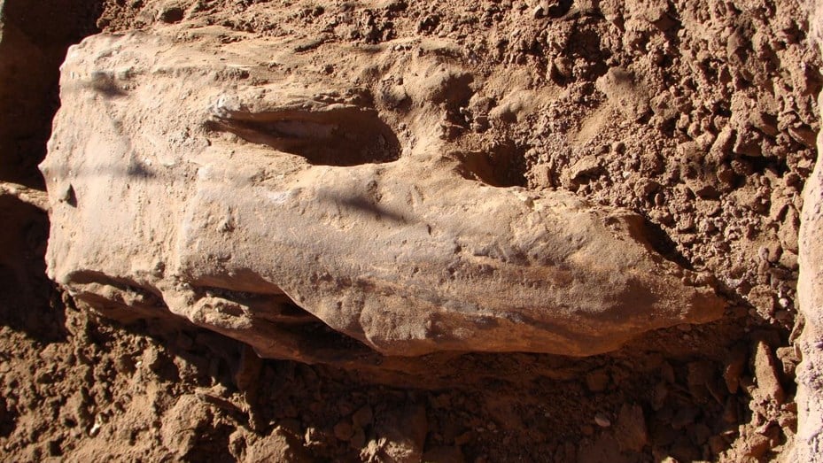 Descubren en Coronel Pringles restos fósiles de un perezoso gigante de hace 24.000 años