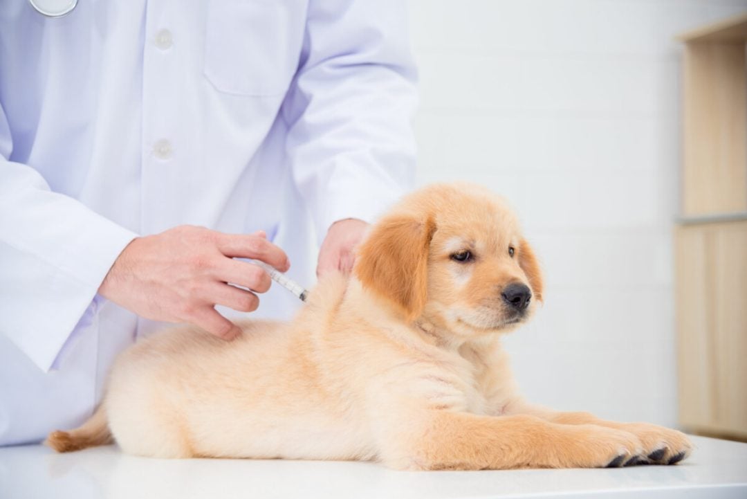 Revacunación contra leptospirosis y otras enfermedades para perros