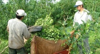 Desregulación: los productores de yerba mate podrán realizar plantaciones sin límite