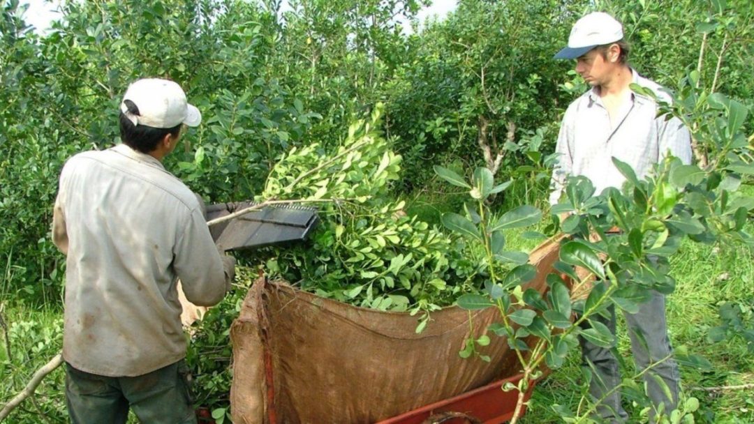 Desregulación: los productores de yerba mate podrán realizar plantaciones sin límite