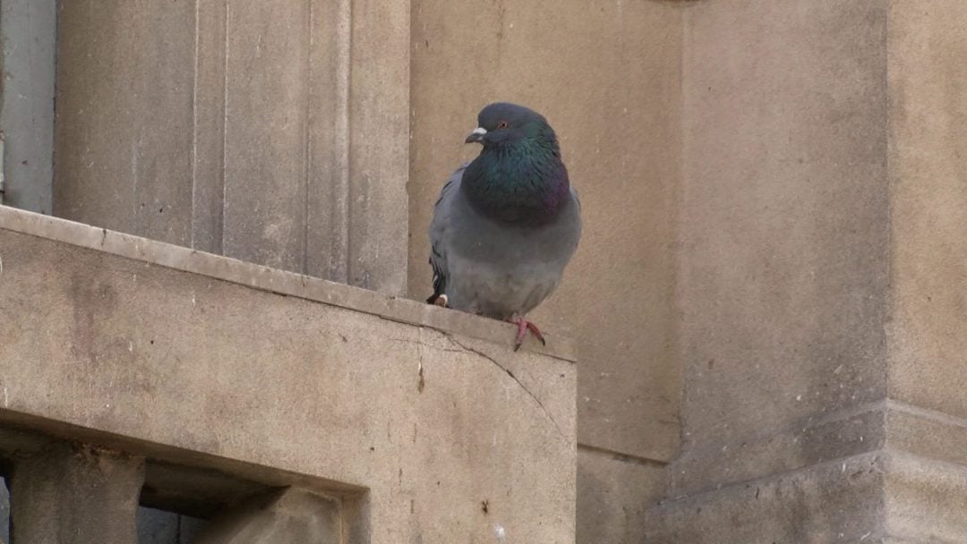 Palomas bajo la lupa: convocan a bahienses a participar de un censo ciudadano para conocer su impacto en la ciudad