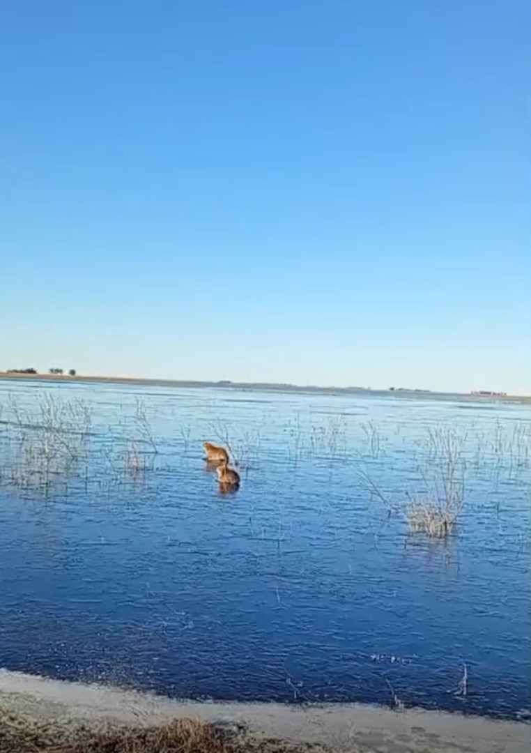Carpinchos que patinan sobre el hielo: la tierna postal que dejó la ola polar en los Esteros del Iberá