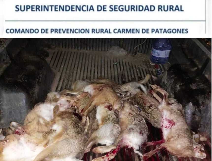Infraccionaron a cazadores furtivos y secuestraron diez liebres