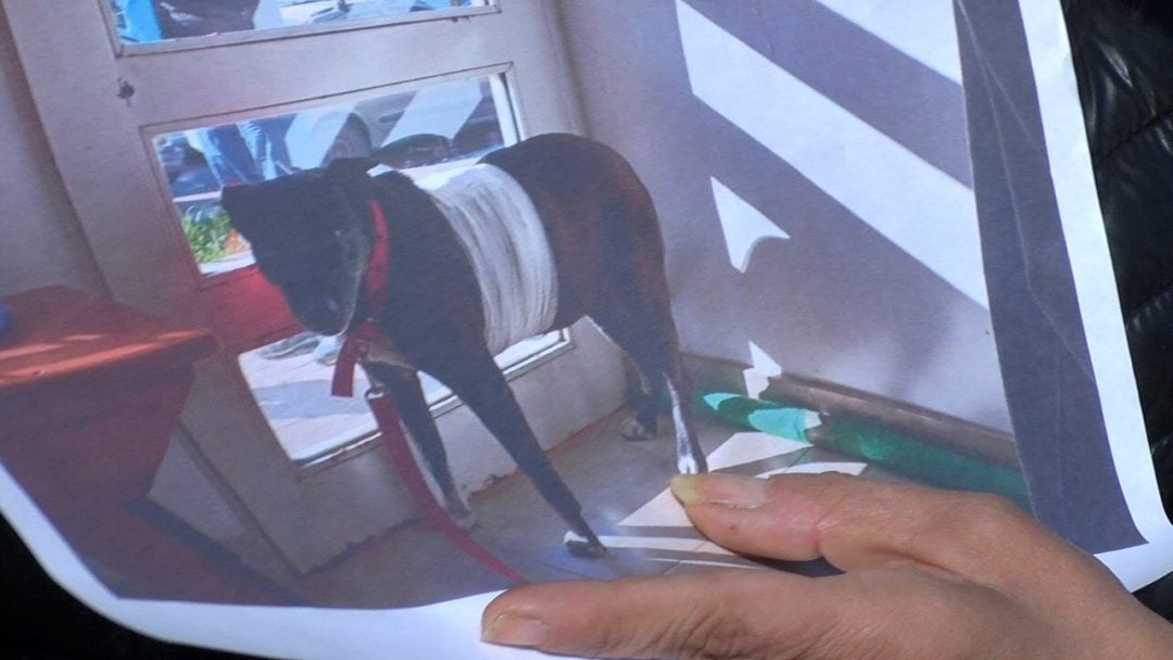 “La perrita no molestaba a nadie”: Dolor, impotencia y miedo en el barrio UOM por el crimen de un animal