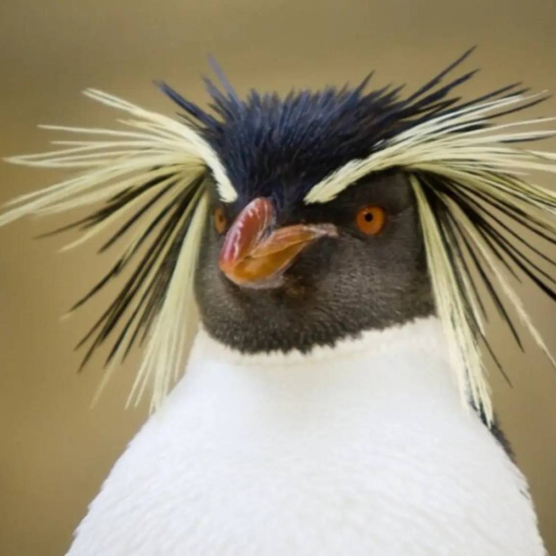 Apareció un pingüino de penacho amarillo en la costa marítima de Río Negro