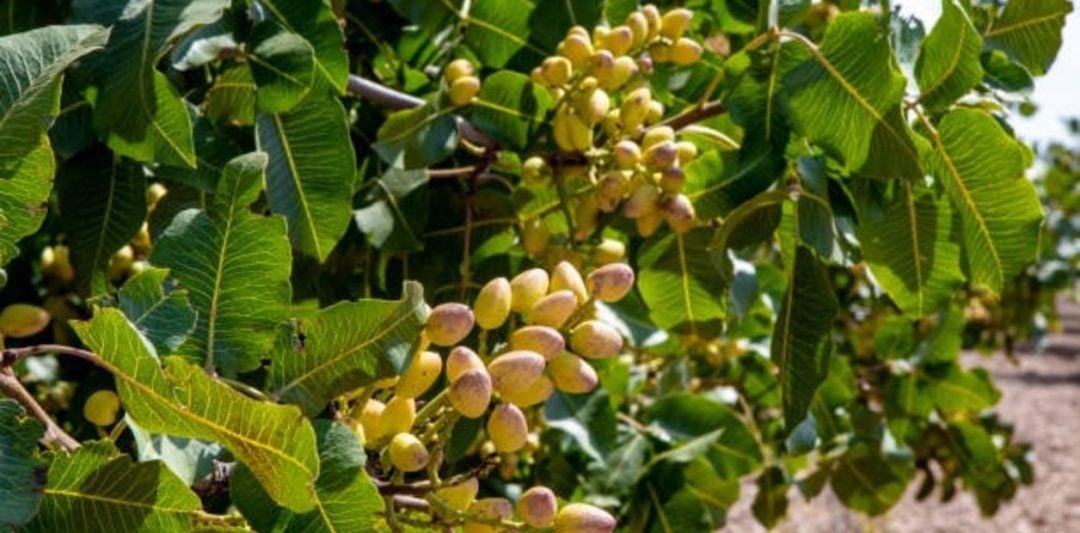 ¿Cuánto tarda un árbol de pistacho en dar frutos?