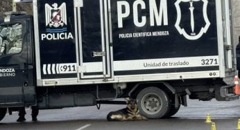 Un hombre murió atropellado en su cumpleaños y su perro se quedó a su lado: el conductor se fugó