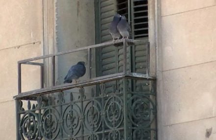 PALOMAS