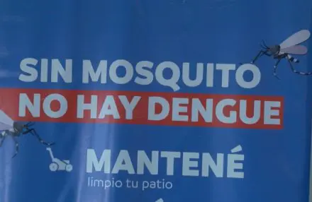 dengue mosquito