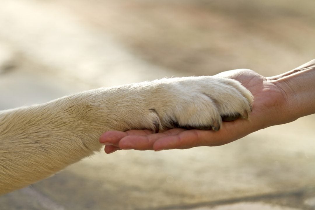 Buscan autorizar el ingreso de animales de compañía a hospitales de la provincia