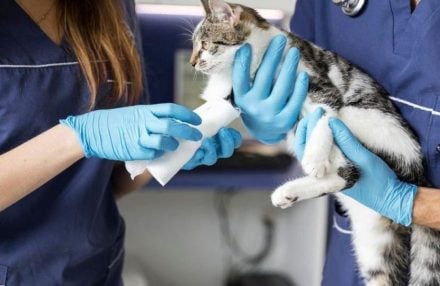 veterinariajpg-1080x600-1