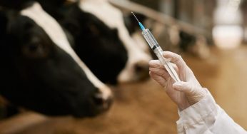 El gobierno aprobó cambios en la vacunación contra la aftosa