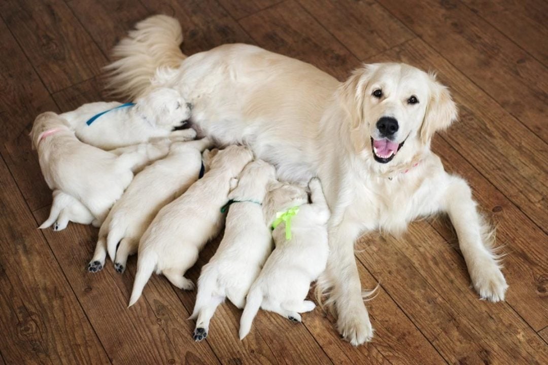 Matías Jiménez, veterinario: “Lo ideal es que la madre esté desparasitada y vacunada antes de la gestación”