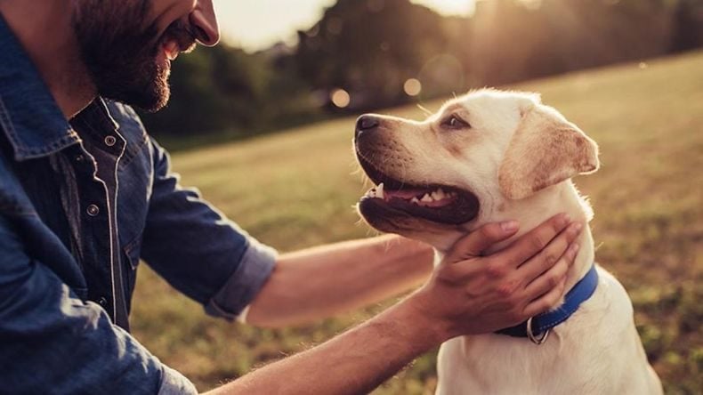 Qué significa hablarle a los perros y gatos como si fuesen humanos, según los expertos
