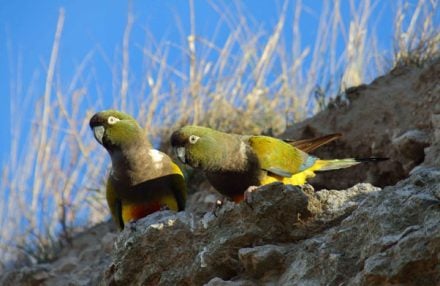 loros2