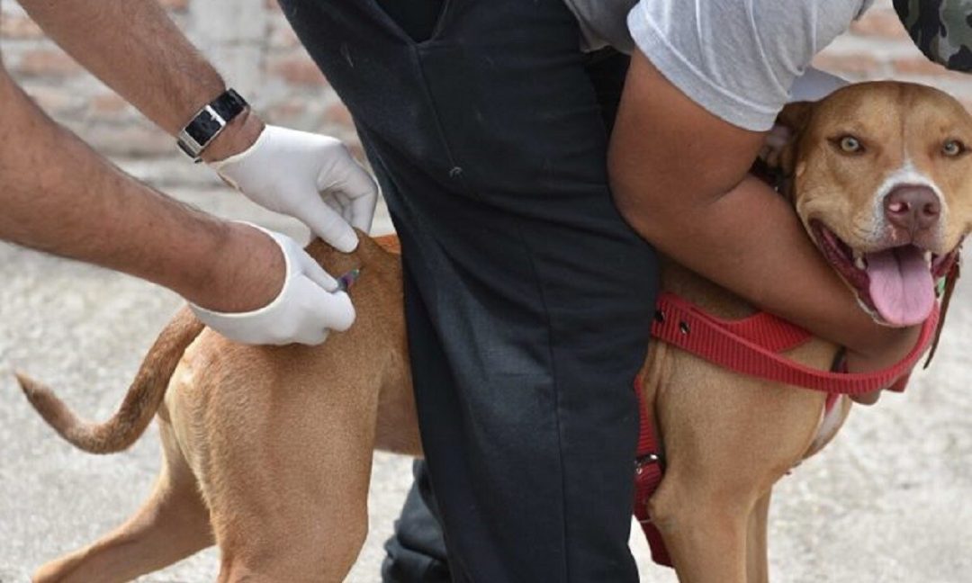 Atención veterinaria municipal y gratuita del 9 al 12 de diciembre