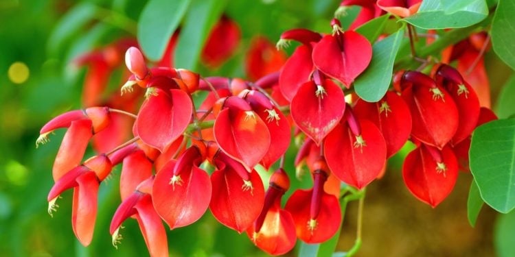 Día de la Flor Nacional: cuál es la leyenda del Ceibo