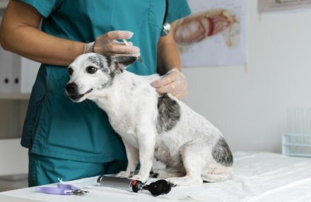 vacunacion_antirrabica_1_0