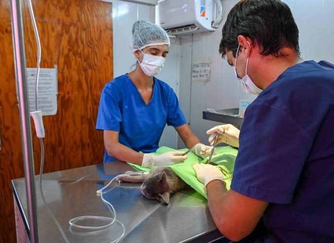 La salud de nuestras mascotas