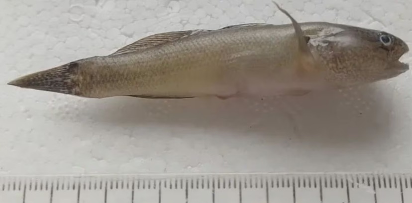 Alerta por la aparición de un pez asiático en la costas de Pehuen Co y Viedma