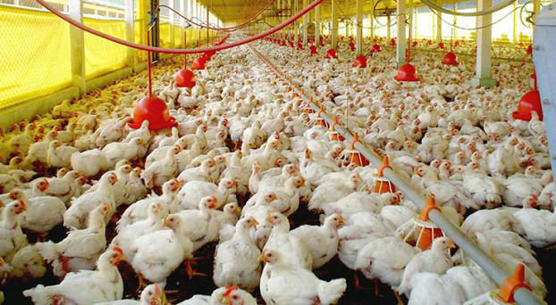 Granja Tres Arroyos, la mayor avícola del país, se presentó en concurso de acreedores