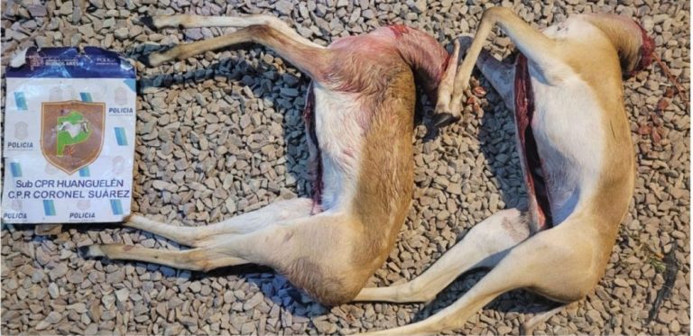 Cazaban antílopes y llevaban armas sin autorización: tres aprehendidos en Huanguelén