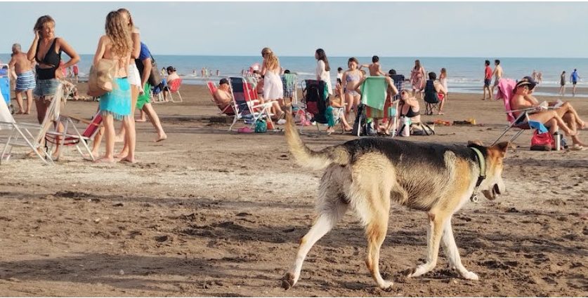 Gazebos y mascotas en Monte Hermoso: ¿dónde sí, dónde no?