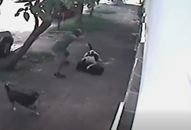 Feroz ataque de un perro dogo a un perro vecino y al dueño de este último, al querer separalos