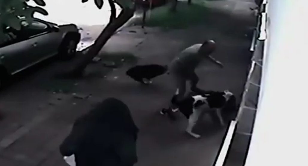 “Fue desesperante: un perro atacó al mío y no lo soltaba”, relató un vecino de Punta Alta