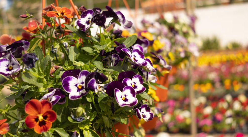 Cuáles son las 3 flores que sobreviven a las heladas y mantienen tu jardín con color todo el invierno