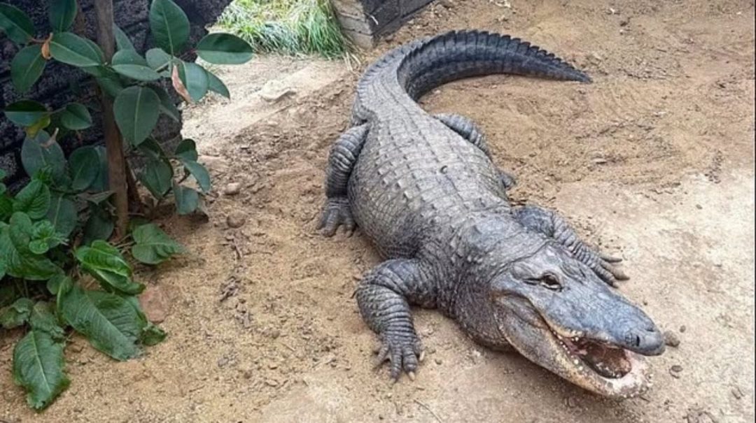Liberaron bajo fianza al hombre que tiró a un nene de 3 años a una jaula con cocodrilos en un zoológico
