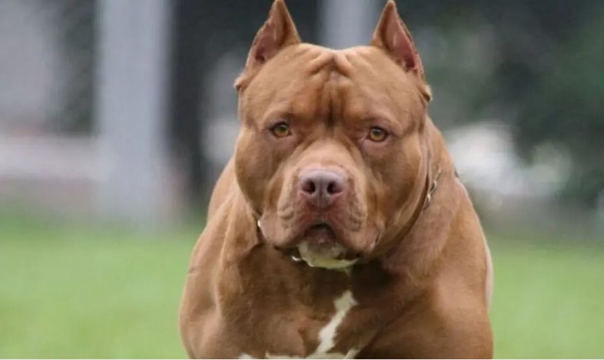 Una beba de cuatro meses murió tras ser atacada por un pitbull mientras dormía en Pablo Nogués