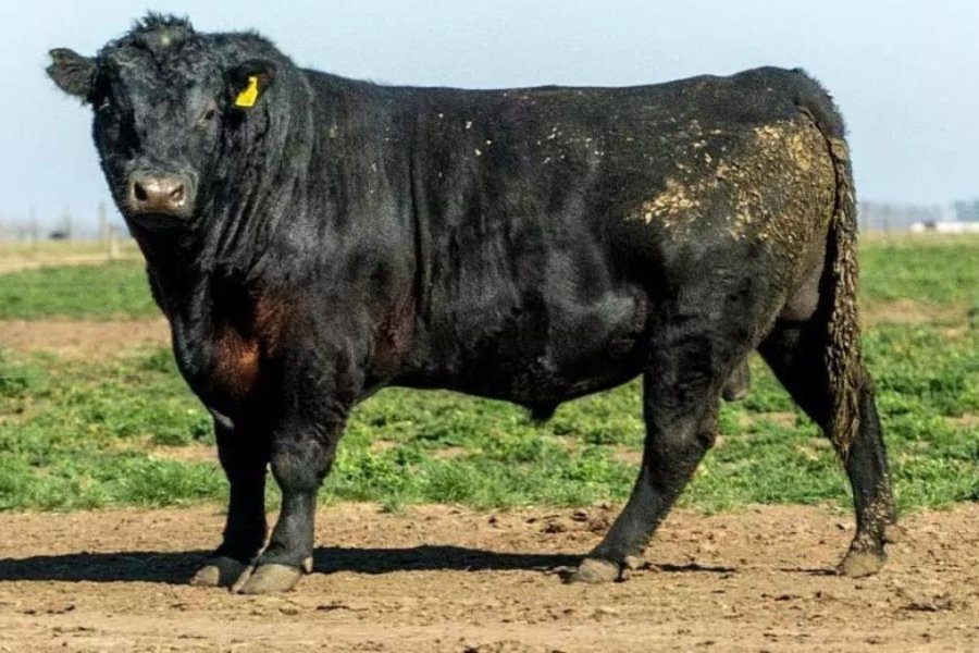 Un toro embistió y mató a un trabajador en un campo